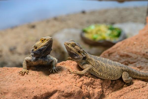 Dragón barbudo o pogona: características, hábitat y qué come - Comportamiento del dragón barbudo