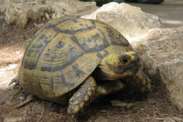 Tipos de tortugas de tierra y sus características - Tortuga rusa (Testudo horsfieldii)