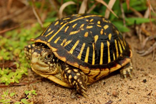 Tipos de tortugas de tierra y sus características - Tortugas de caja (Terrapene spp.)