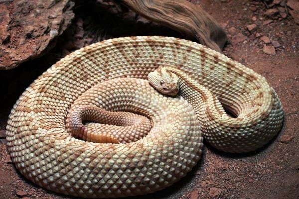 Serpientes de Yucatán - Víbora de cascabel yucateca (Crotalus tzabcan)