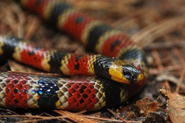 Serpientes de Yucatán - Coralillo variable (Micrurus apiatus)
