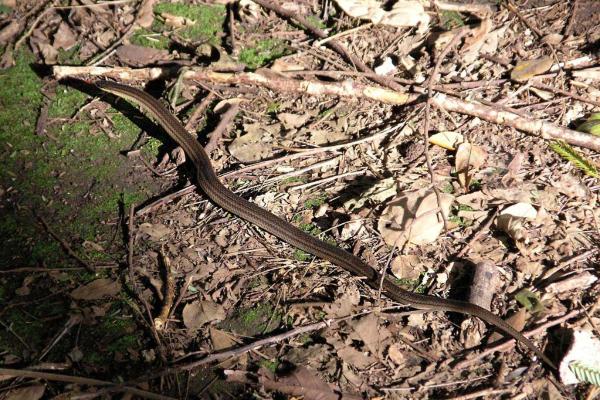 Serpientes de Yucatán - Serpiente alacranera (Stenorrhina freminvillei)