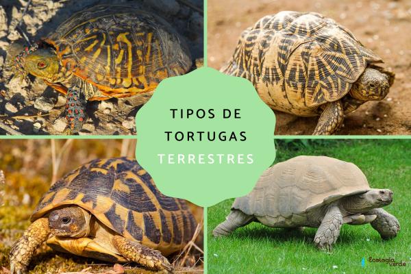 Tipos de tortugas de tierra y sus características