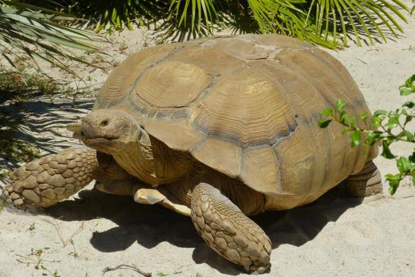 Tipos de tortugas de tierra y sus características - Tortuga sulcata (Centrochelys sulcata)