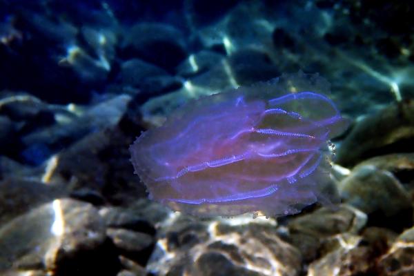 Medusas peine: el primer animal del mundo - Cuándo aparecieron las medusas peine