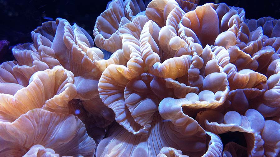 狐狸珊瑚特写微距