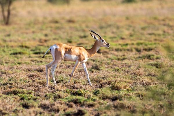 Tipos de gacelas - Gacela de Soemmerring