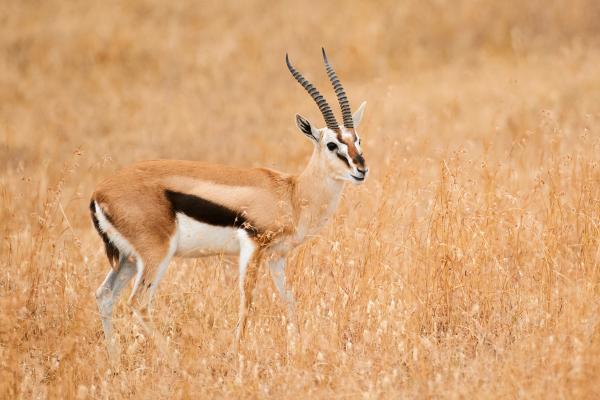 Tipos de gacelas - Gacela de Thomson