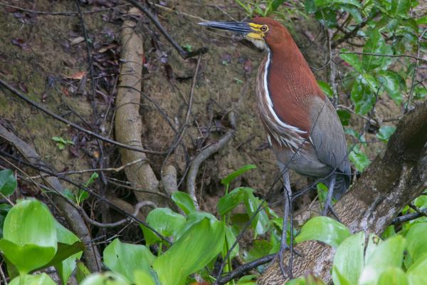 涉水鸟：它们是什么以及它们的例子 - Hocó colorado