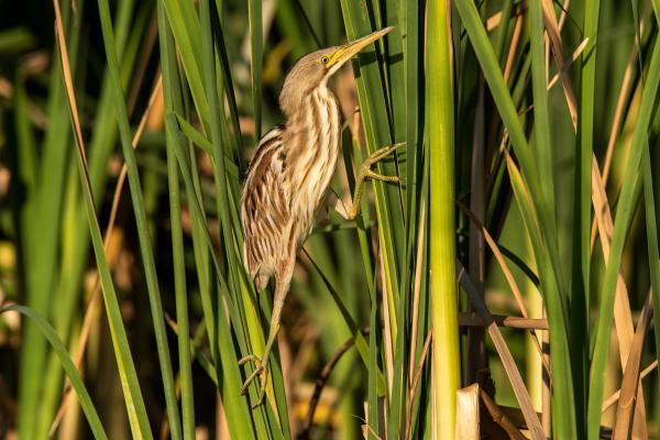 涉禽：它们是什么以及例子 - 条纹米拉索尔