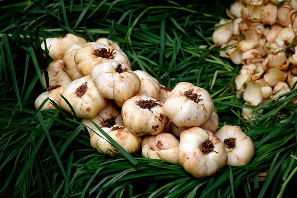  鲜百合的作用与功效