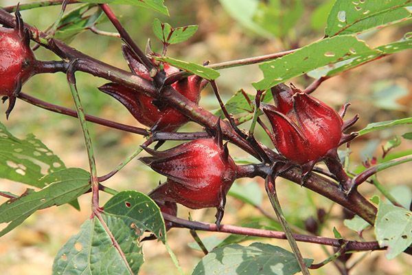  洛神花的作用与功效