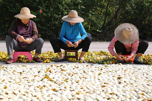  沃柑皮和陈皮之间的异同点