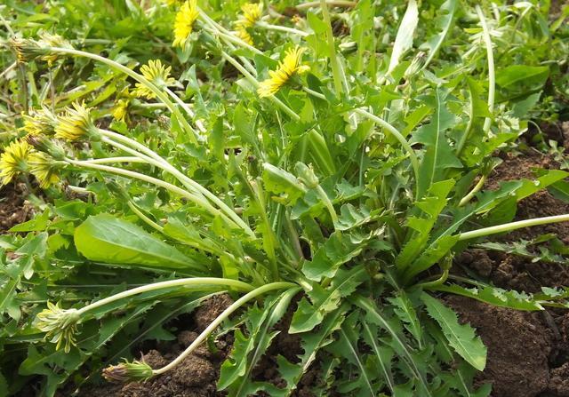  蒲公英花茶的功效及做法