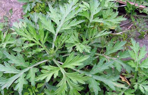  艾草泡脚的功效以及注意事项