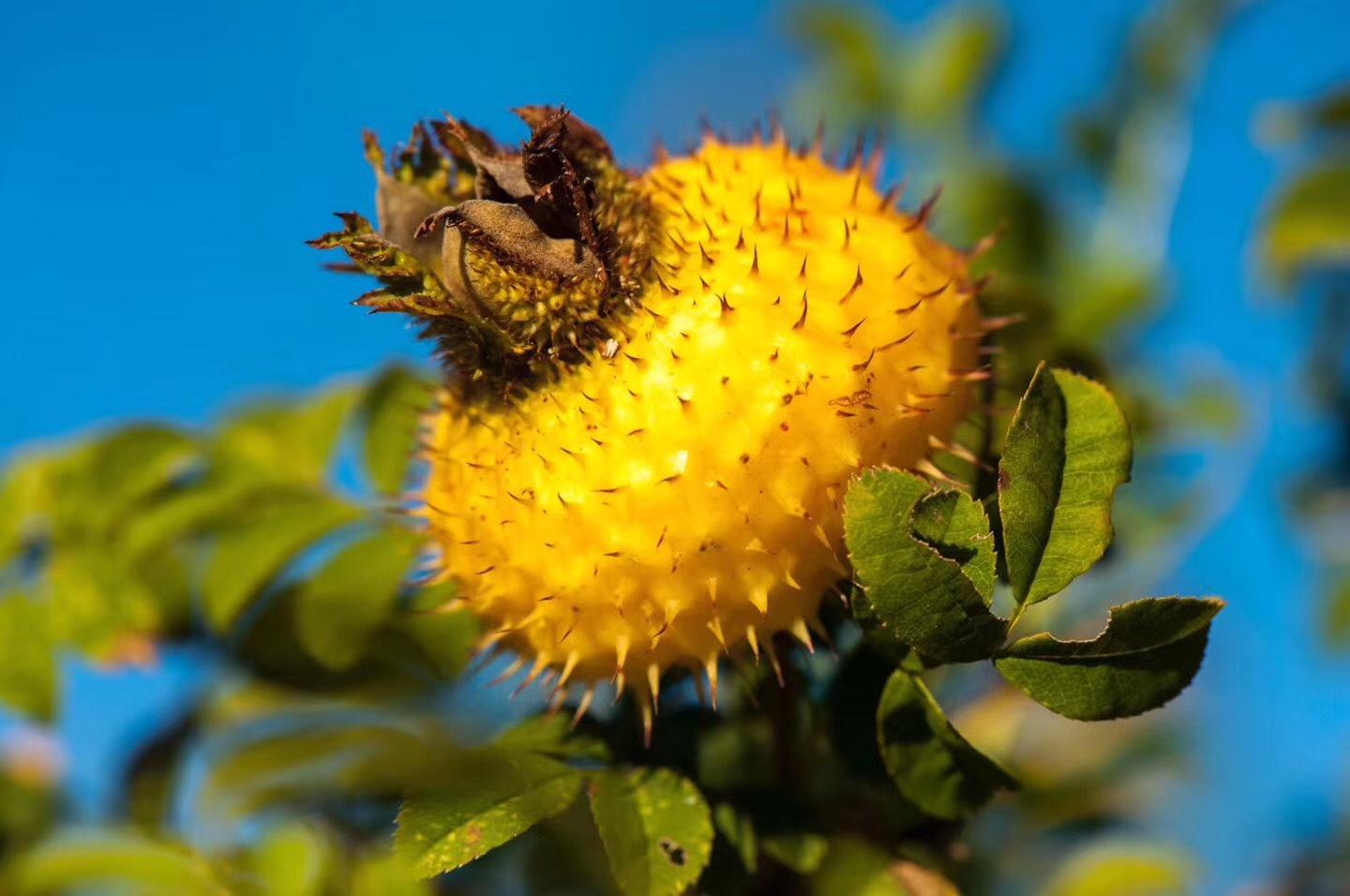  刺梨有哪些功效与作用呢