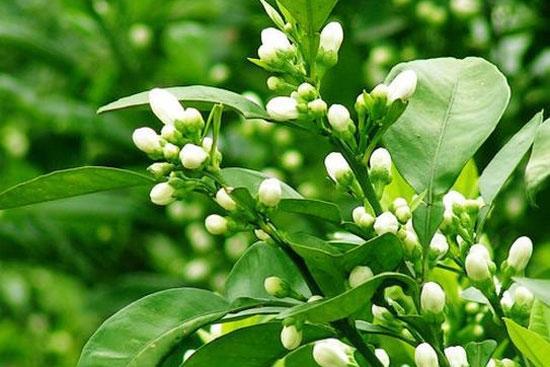  代代花有哪些功效作用及禁忌呢