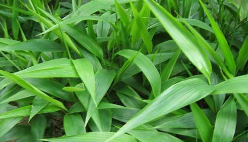  淡竹叶有哪些功效作用及禁忌呢