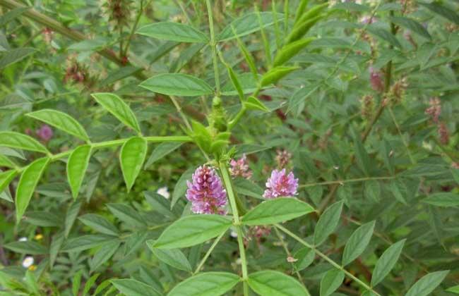  甘草有哪些功效作用及注意事项呢