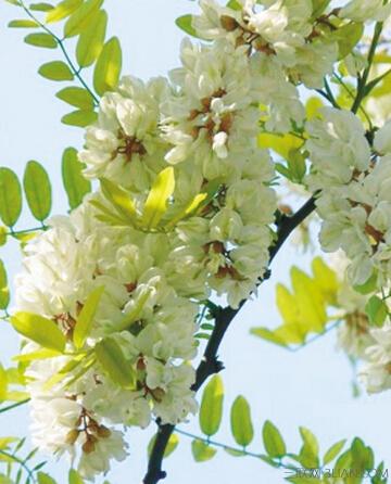  槐花有哪些功效与作用及注意事项呢