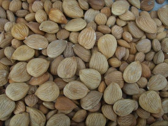  苦杏仁有哪些功效与作用及注意事项呢