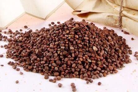  莱菔子有哪些功效与作用及注意事项呢