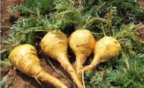  玛咖有哪些功效与作用及注意事项呢