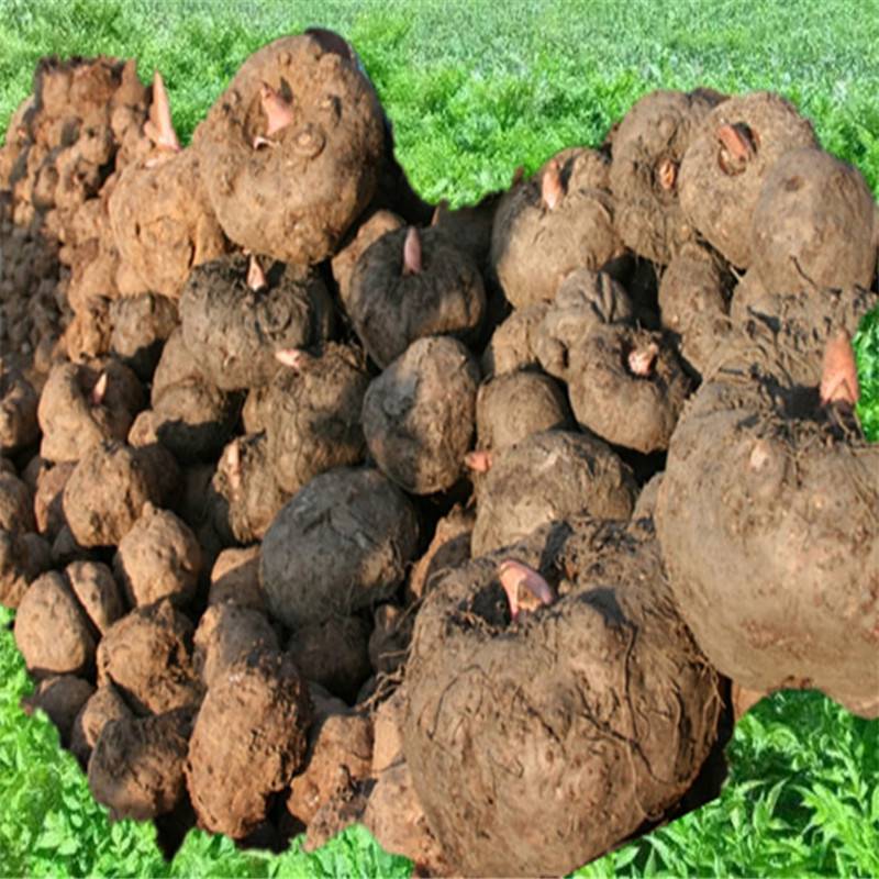  魔芋有哪些功效与作用及注意事项呢