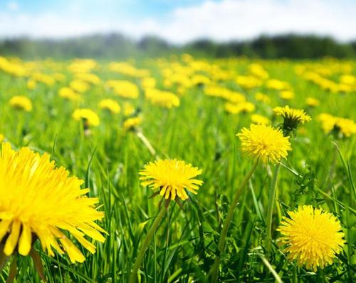  蒲公英有哪些功效与作用及注意事项呢