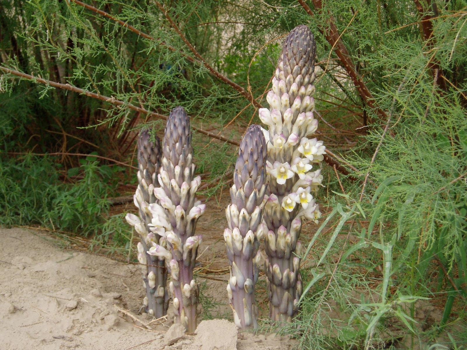  肉苁蓉有哪些功效与作用及注意事项呢