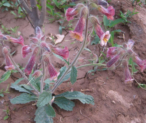  熟地黄有哪些功效与作用及注意事项呢