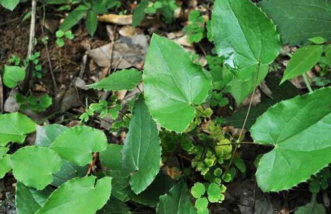  淫羊藿有哪些功效与作用及注意事项呢