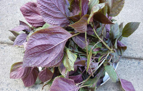  紫苏有哪些功效与作用及注意事项呢