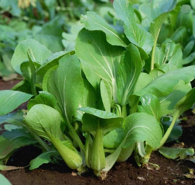  小白菜有哪些功效与作用及注意事项呢