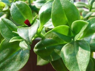  田七有哪些功效与作用及注意事项呢