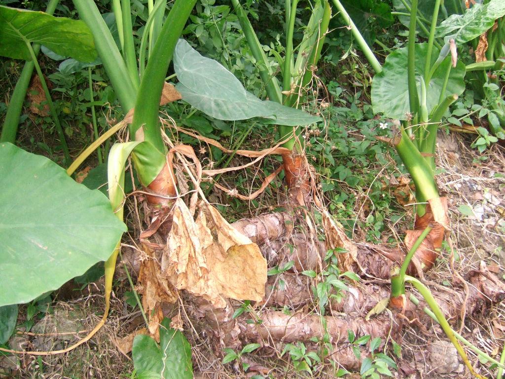  芋头有哪些功效与作用及注意事项呢