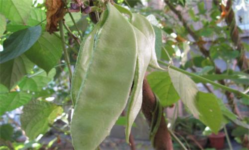  白扁豆有哪些功效与作用及注意事项呢