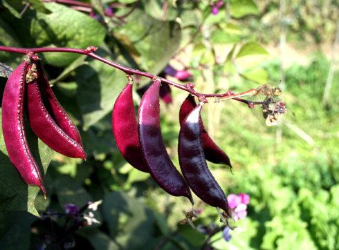  眉豆有哪些功效与作用及注意事项呢