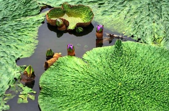  芡实有哪些功效与作用及注意事项呢