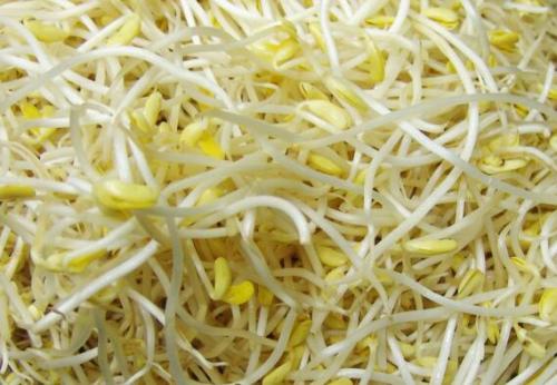  黄豆芽有哪些功效与作用及注意事项呢