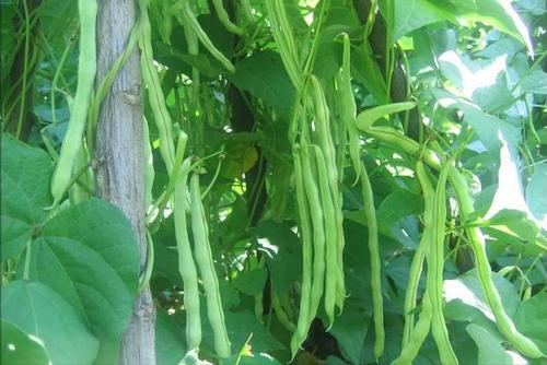  豆角有哪些功效与作用及注意事项呗