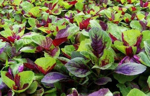  苋菜有哪些功效与作用及注意事项呢