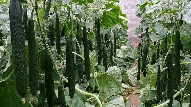  黄瓜有哪些功效作用及注意事项