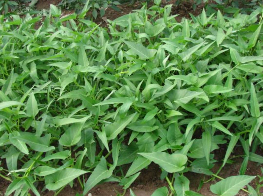  空心菜有哪些功效作用及注意事项呢