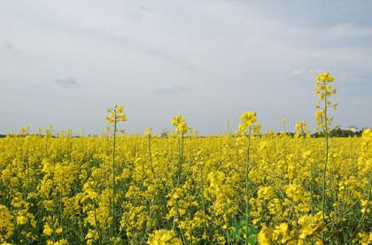  油菜有哪些功效作用及注意事项