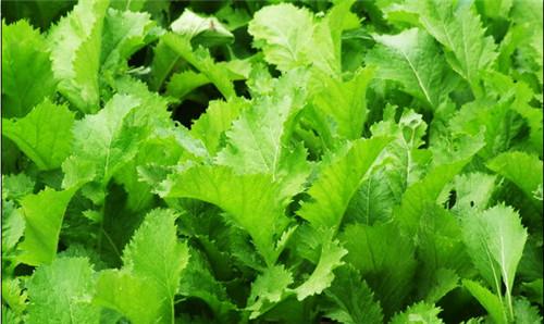  芥菜有哪些功效作用及注意事项