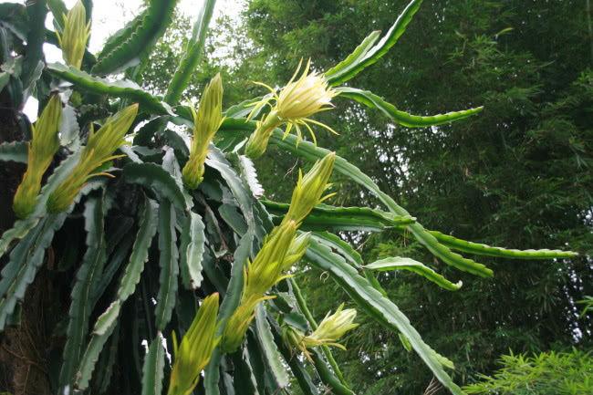  剑花有哪些功效与作用及注意事项