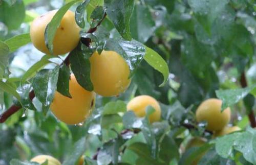  梅子有哪些功效与作用及注意事项