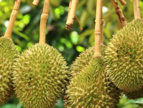  榴莲有哪些功效与作用及注意事项