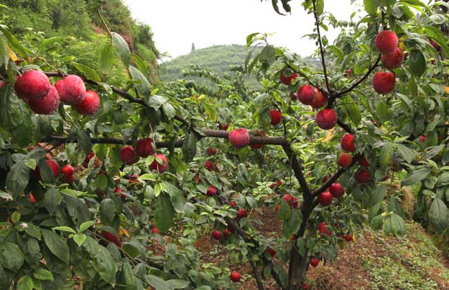  李子有哪些功效与作用及注意事项